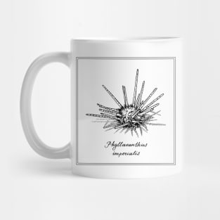 Phyllacanthus Imperialis or Sputnik Urchin. Retro style illustration. Mug